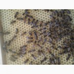 Продаю бджоломатки Карніка ПЕШЕЦ ціна 100грн за НЕплідну матку 230 плідна