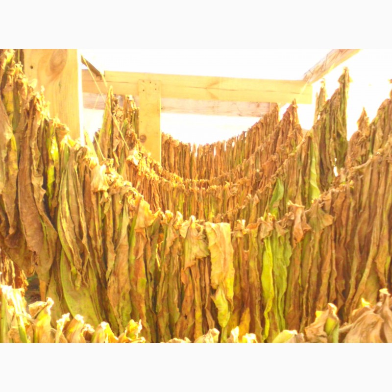 Фото 5. Табак ферментированный нарезан лапша 1-2мм.В НАЛИЧИИ 30 СОРТОВ