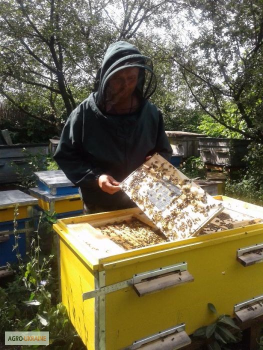Продам пчелопакеты (Карпатка, Итальянка)