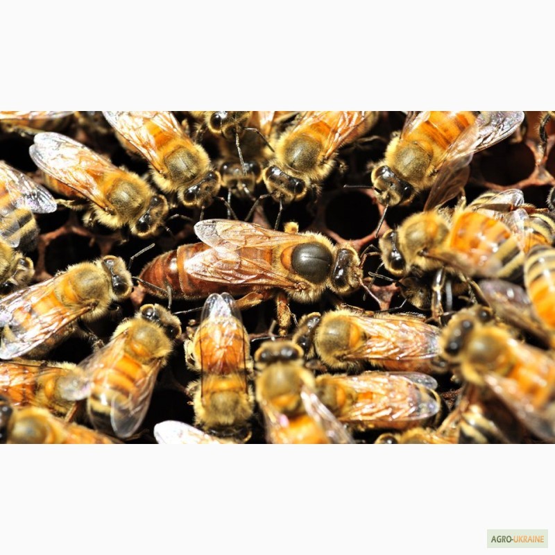 Фото 2. Продам пчелопакеты (Карпатка, Итальянка)