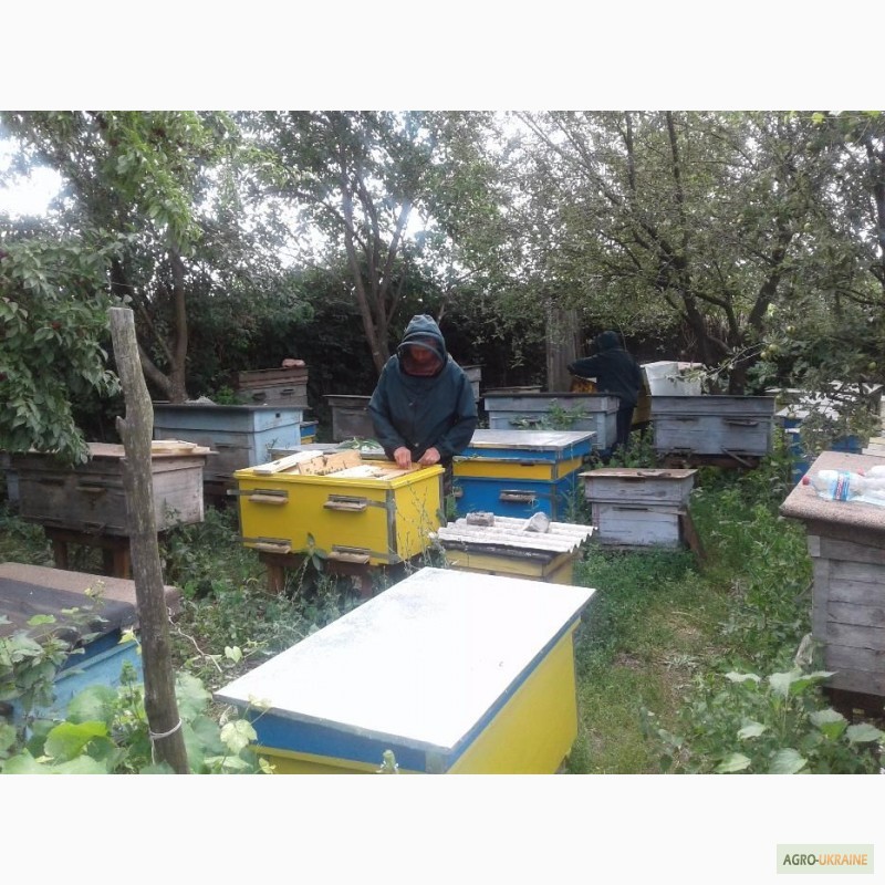 Фото 3. Продам пчелопакеты (Карпатка, Итальянка)