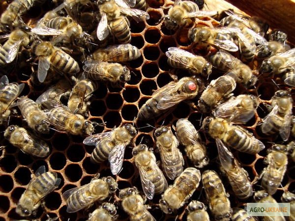 Фото 4. Продам пчелопакеты (Карпатка, Итальянка)