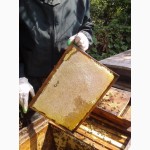 Продам пчелопакеты (Карпатка, Итальянка)