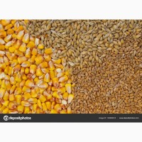 Куплю кукурудзу, пшеницю, ячмінь фураж самовивоз і з доставкою машинними нормами постійно