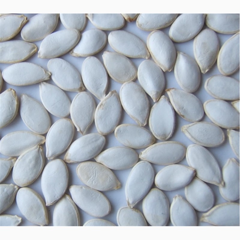 Фото 4. Семена посевмат посевной материал гарбуза тыквы кабачка