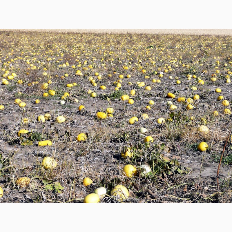 Фото 5. Семена посевмат посевной материал гарбуза тыквы кабачка