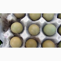 Інкубаційні яйця фазанів