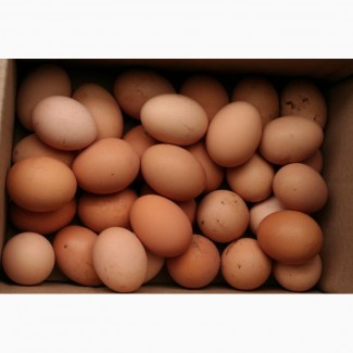 Продам яйця курячі з власного селянського господарства