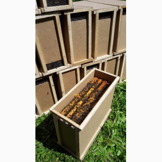 Продам бджолопакети у кількості 100 шт ціна за домовленістю - 2019 р