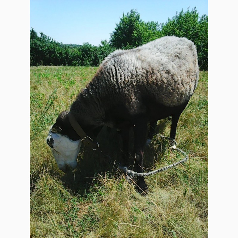 Фото 2. Продам романовскую овечку