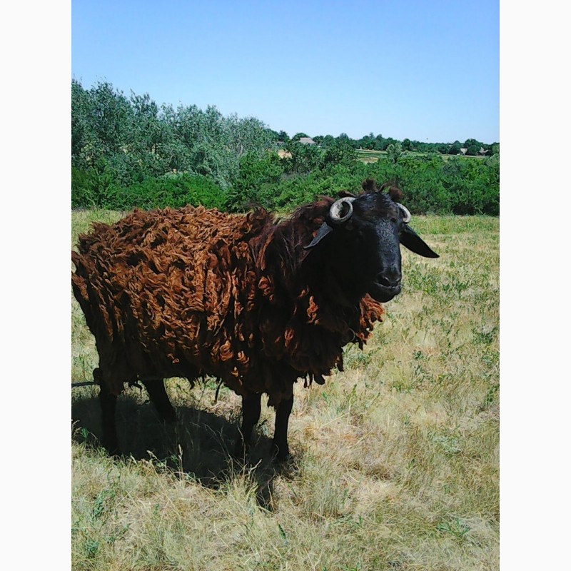 Фото 3. Продам романовскую овечку