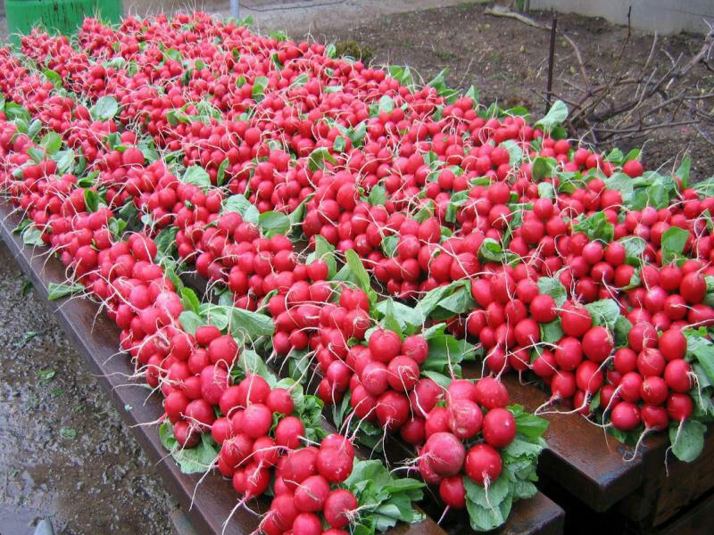 Фото 10. Продам тепличные помидоры, огурцы, редис и зелень