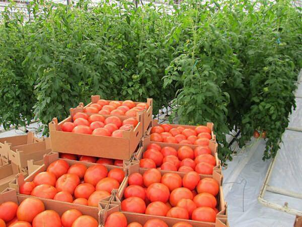 Фото 3. Продам тепличные помидоры, огурцы, редис и зелень