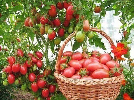 Фото 4. Продам тепличные помидоры, огурцы, редис и зелень