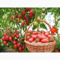 Продам тепличные помидоры, огурцы, редис и зелень