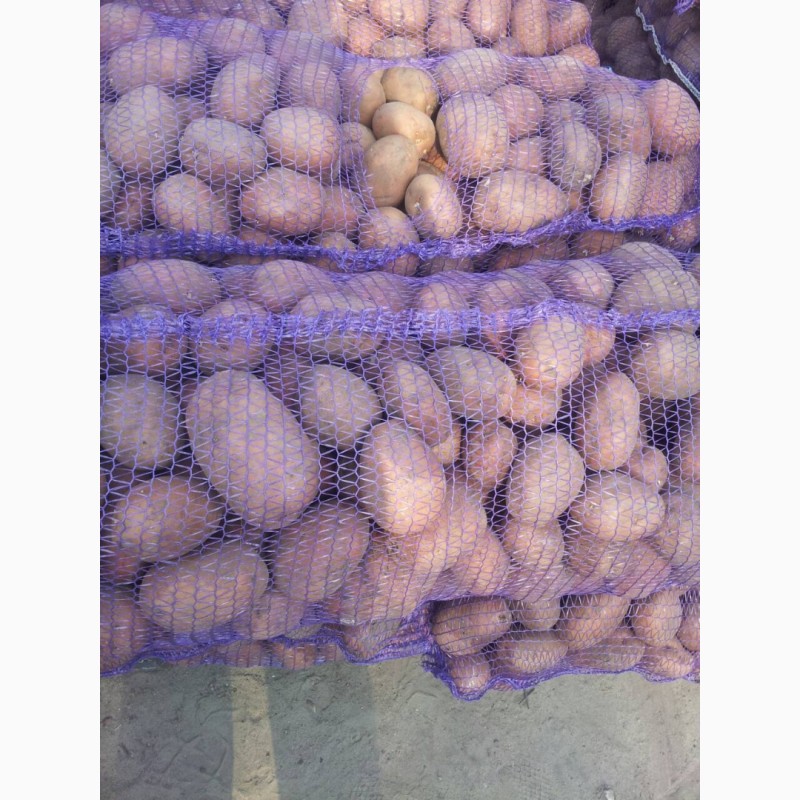 Фото 3. Продам товарный картофель от населения