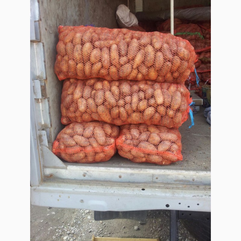 Фото 4. Продам товарный картофель от населения