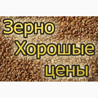 Агрофірма постійно закуповує у сільгоспвиробників пшеницю