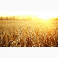 Продаем пшеницу 4, 5, 6 класс, крупным оптом от 100 тонн