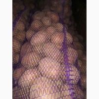 Продам картоплю насіневу та крупну Белороса 22т