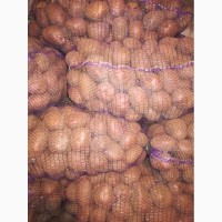 Продам картоплю насіневу та крупну Белороса 22т