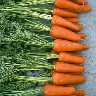 Продам семена моркови