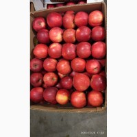 Продам яблука, холодильне зберігання, газовані
