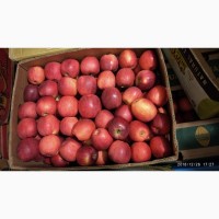 Продам яблука, холодильне зберігання, газовані