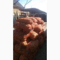 Продам лук севок 4 репродукцыя на зеленое перо 1 тона