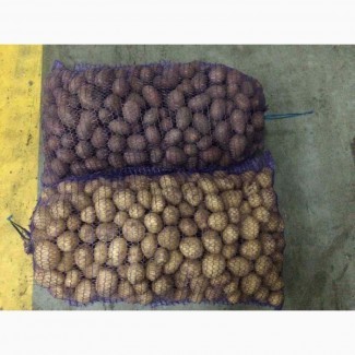 Продам семена картофеля сорт Ривьера Беларосса