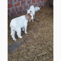 Купить Бурские козы в Украине
