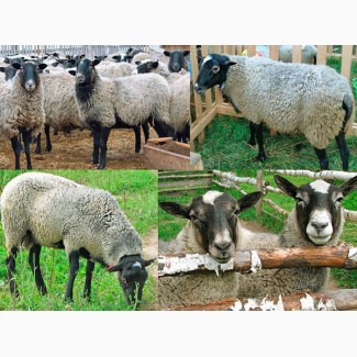 Куплю овец романовской породы!!! От 1шт. до 300шт