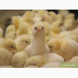Продажа суточных цыплят бройлера Кобб-500