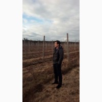 Продам виноградник 5 річний 2 і 5 гектарів, Аркадія, Кардинал та ін