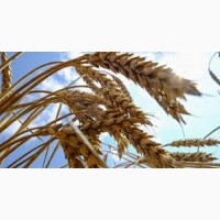 Семена озимой пшеницы ФАБИУС Австрия