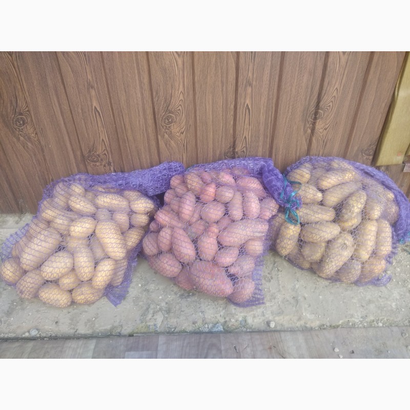 Фото 4. Продам картофель.сорта гранада, ред леди, королева анна