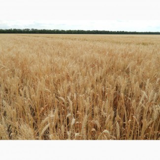 Озима пшениця Паляниця