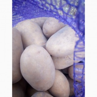 Продам товарный картофель, сорт Белла росса