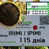 Продаем семена подсолнечника Ирими (Saatbau), технология Clearfield