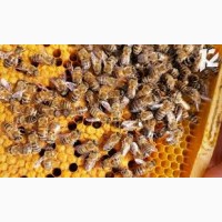 Продам бджіл (пакети, сім#039;ї)