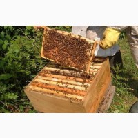 Продам бджіл (пакети, сім#039;ї)