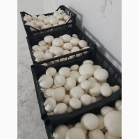 Продам грибы свежие шампиньоны