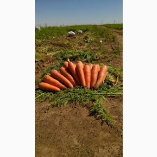 Морковь чистая не дорого есть обьемы