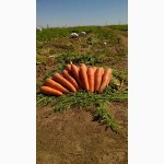 Морковь чистая не дорого есть обьемы