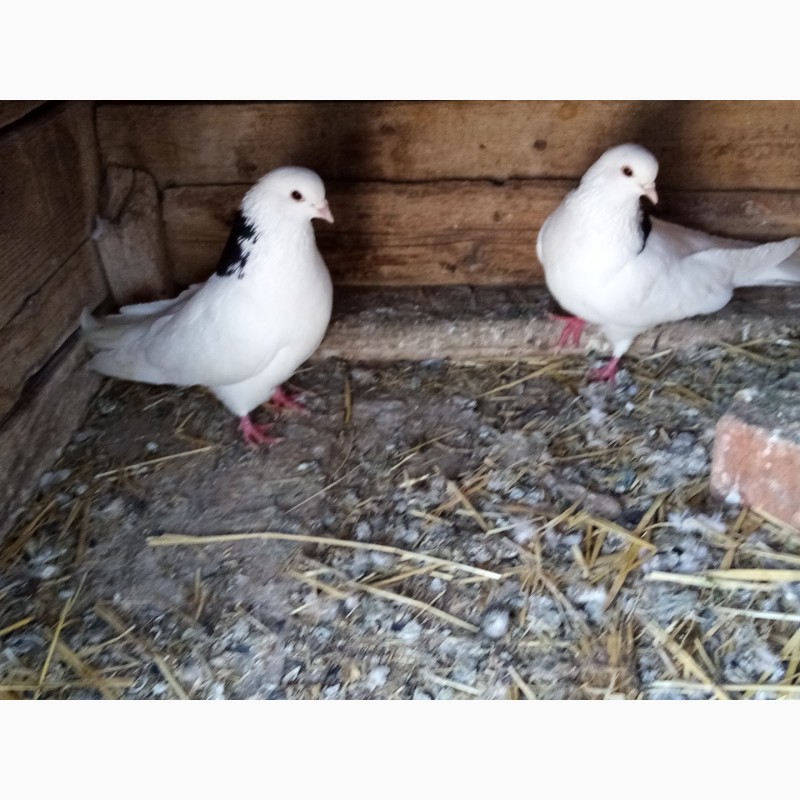 Фото 10. Продам голубів в Новгородкі