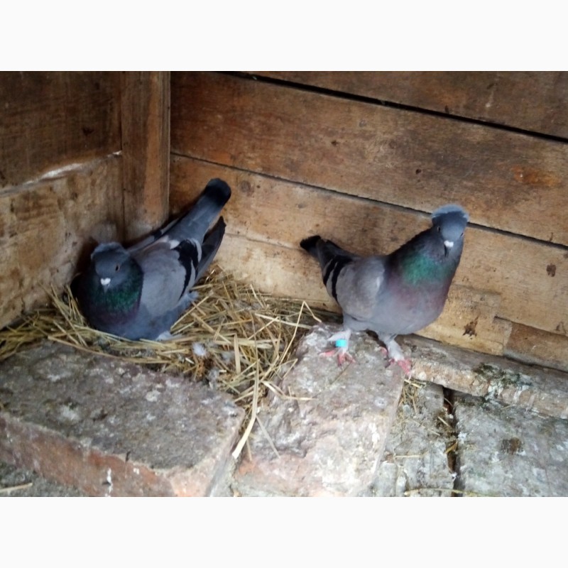 Фото 11. Продам голубів в Новгородкі