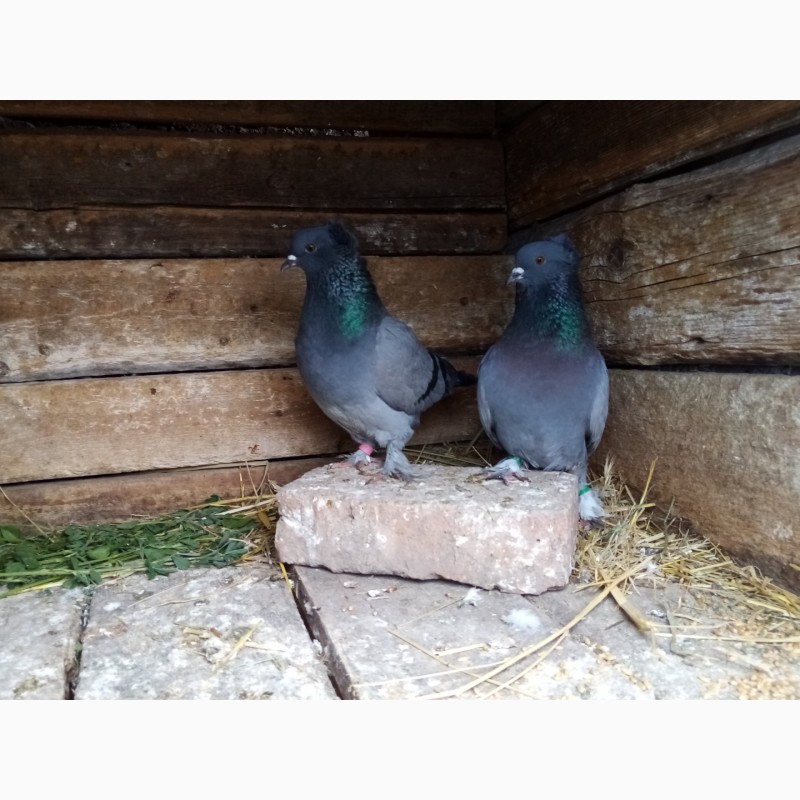 Фото 12. Продам голубів в Новгородкі
