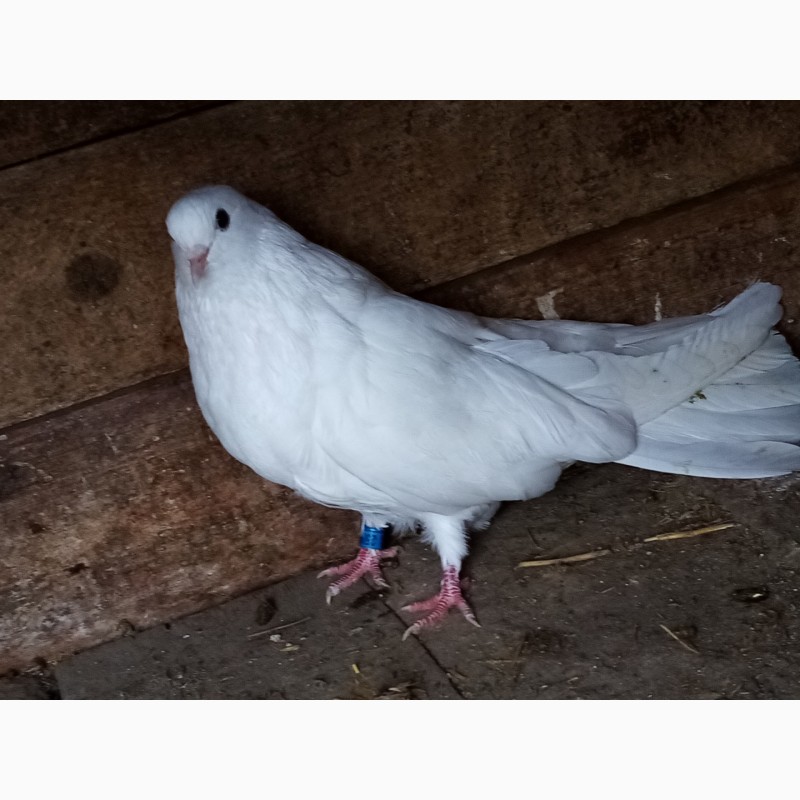 Фото 2. Продам голубів в Новгородкі