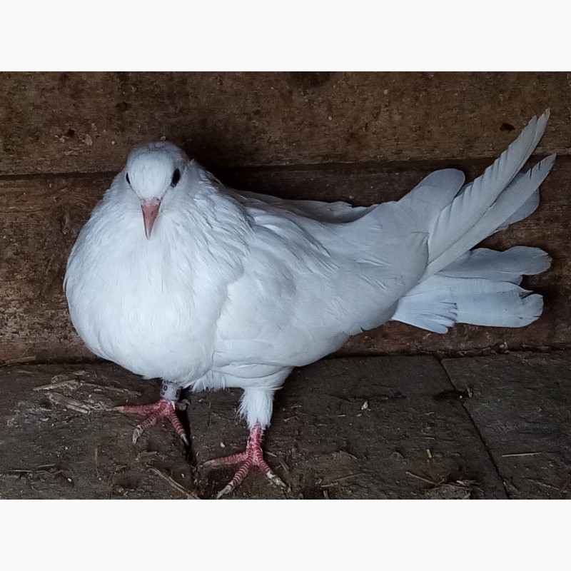 Фото 3. Продам голубів в Новгородкі