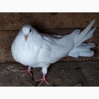 Продам голубів в Новгородкі